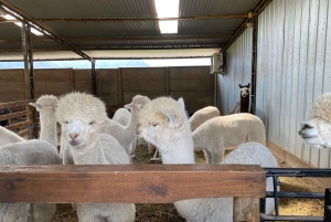 Лагуна-дель-Инка и ферма альпака или винодельня (частный трансфер)