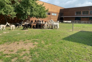 Лагуна-дель-Инка и ферма альпака или винодельня (частный трансфер)