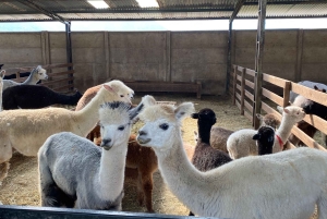 Лагуна-дель-Инка и ферма альпака или винодельня (частный трансфер)