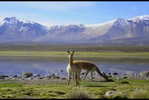 Lauca National Park and Chungara lake