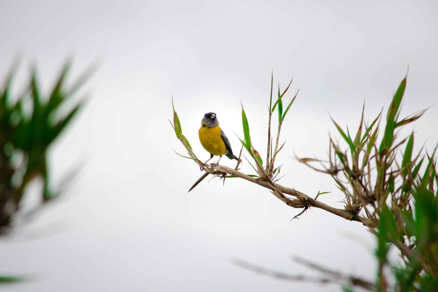 Ön Lemuy: Kyrkor och träd i Chiloé.