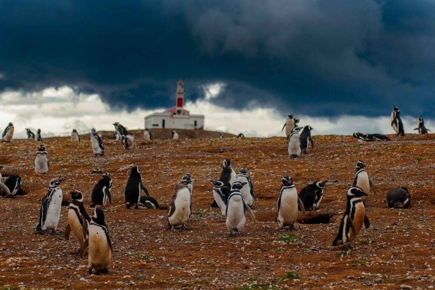 Pingvintur på Magdalenaön med båt från Punta Arenas