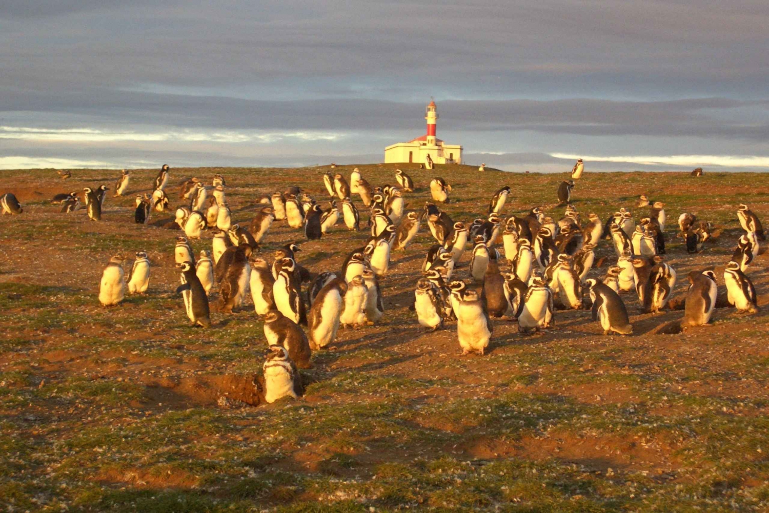 magdalena island penguin tour