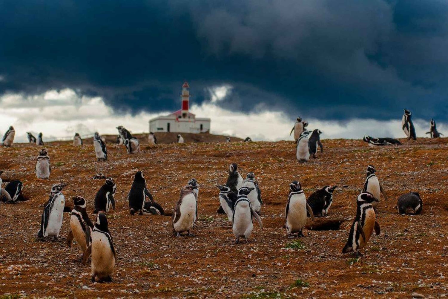 Tour a los Pingüinos de la Isla Magdalena en barco desde Punta Arenas