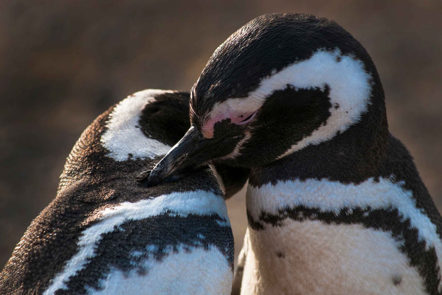 Tour a los Pingüinos de la Isla Magdalena en barco desde Punta Arenas