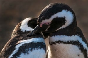 Tour en bateau des pingouins de l'île de Magdalena depuis Punta Arenas