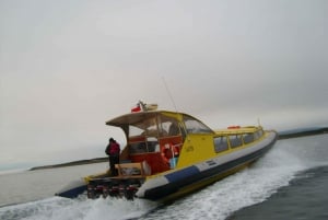 Passeio de barco com pinguins na Ilha Magdalena saindo de Punta Arenas