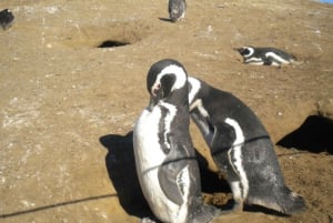 Pingvin-tur på Magdalena-øen med båd fra Punta Arenas
