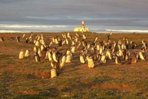 Passeio de barco com pinguins na Ilha Magdalena saindo de Punta Arenas