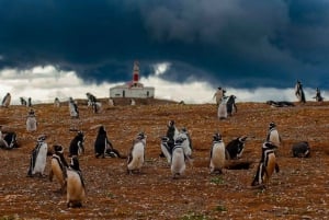 Tour a los Pingüinos de la Isla Magdalena en barco desde Punta Arenas