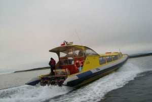 Tour a los Pingüinos de la Isla Magdalena en barco desde Punta Arenas