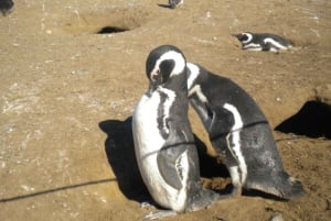 Tour a los Pingüinos de la Isla Magdalena en barco desde Punta Arenas