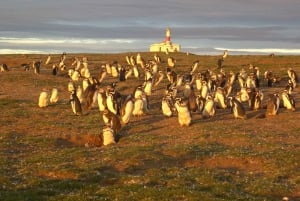 Tour a los Pingüinos de la Isla Magdalena en barco desde Punta Arenas
