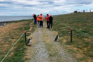 Magdalena Island: Walk with the penguins