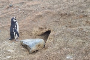 Ilha Magdalena: Passeia com os pinguins