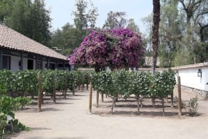 Vale do Maipo: Excursão particular de 1 dia ao vinho