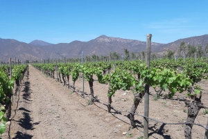 Vale do Maipo: Excursão particular de 1 dia ao vinho