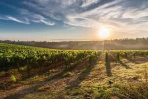 Vale do Maipo: Excursão particular de 1 dia ao vinho