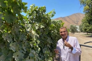 Maipo Valley: Private Wine Route Tour of Santa Rita and Alyan Vineyards + Dinner