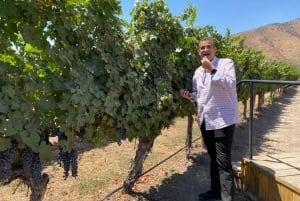 Maipo Valley: Private Wine Route Tour of Santa Rita and Alyan Vineyards + Dinner