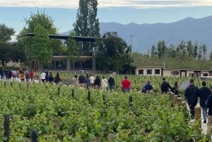 Maipo Valley: Private Wine Route Tour of Santa Rita and Alyan Vineyards + Dinner