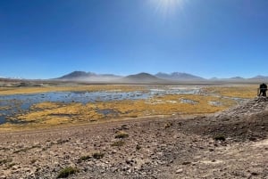 Memorable Excursión a los Géiseres del Tatio con Flamencos y Vistas Panorámicas