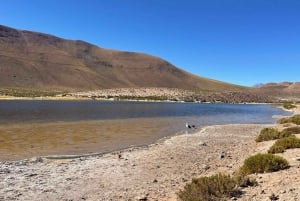 Memorable Excursión a los Géiseres del Tatio con Flamencos y Vistas Panorámicas