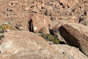 Memorable Excursión a los Géiseres del Tatio con Flamencos y Vistas Panorámicas