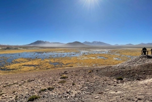 Незабываемый тур к гейзерам Татио с фламинго и живописными видами