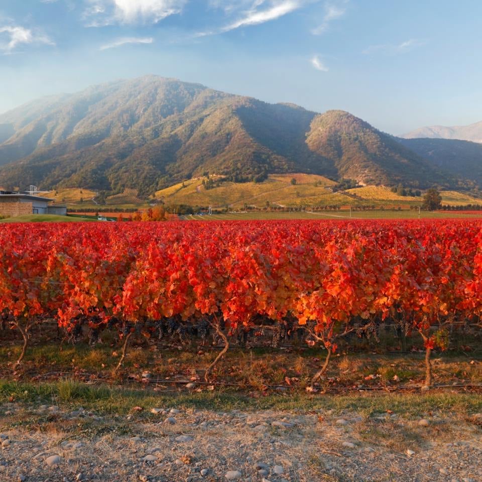 The Best Wineries in Chile