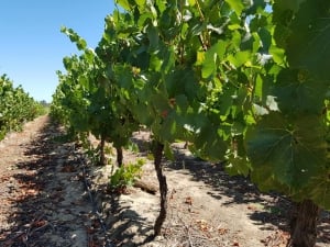 Montes Winery