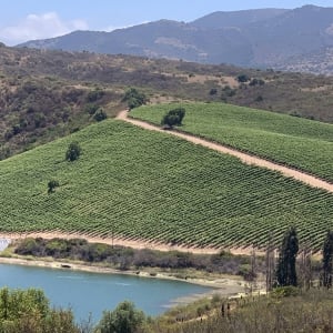 Montes Winery