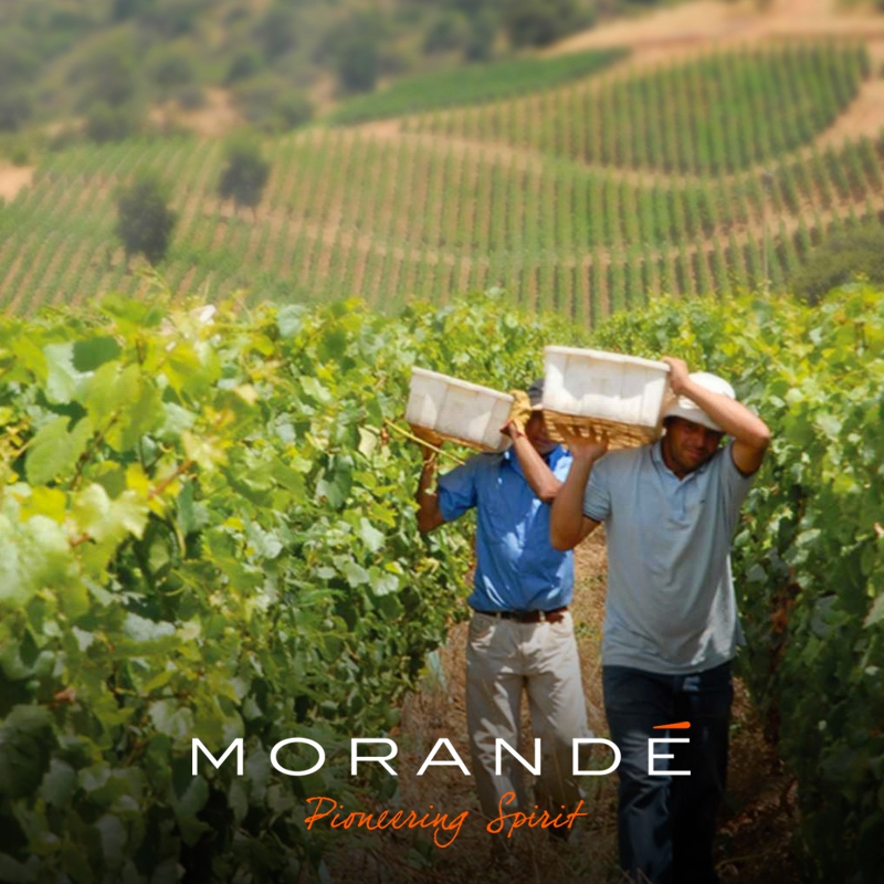 The best wineries in Chile