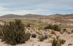 National Reserve Pampa del Tamarugal