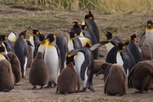 One Day Adventure in Tierra del Fuego: King Penguins