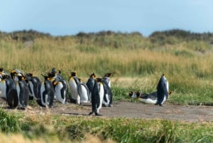 Avventura di un giorno nella Terra del Fuoco: Pinguini Re
