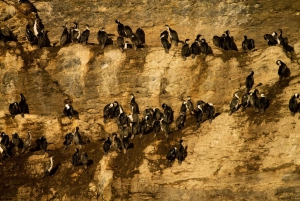 Пуэрто-Наталес: ледники Бальмаседа и Серрано с обедом и виски