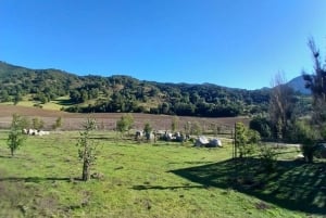 Pangue-dalen: Privat tur med vinprovning på vingården Viña Lopez Pangue