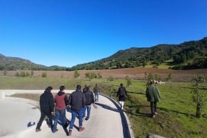 Pangue-dalen: Privat tur med vinprovning på vingården Viña Lopez Pangue