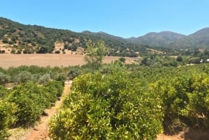 Pangue-dalen: Privat tur med vinprovning på vingården Viña Lopez Pangue