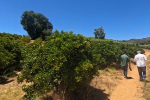 Pangue-dalen: Privat tur med vinprovning på vingården Viña Lopez Pangue