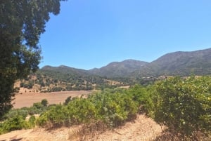 Pangue-dalen: Privat tur med vinprovning på vingården Viña Lopez Pangue