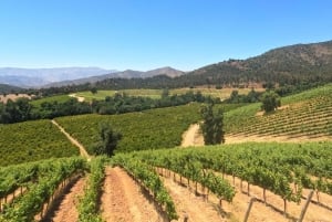 Pangue-dalen: Privat tur med vinprovning på vingården Viña Lopez Pangue