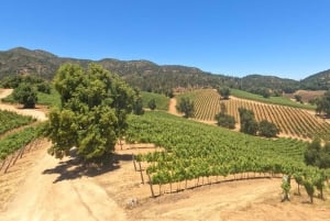 Pangue-dalen: Privat tur med vinprovning på vingården Viña Lopez Pangue