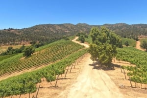 Pangue-dalen: Privat tur med vinprovning på vingården Viña Lopez Pangue