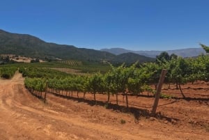 Pangue-dalen: Privat tur med vinprovning på vingården Viña Lopez Pangue