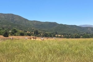 Pangue-dalen: Privat tur med vinprovning på vingården Viña Lopez Pangue