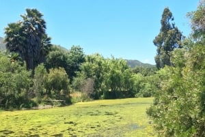 Pangue-dalen: Privat tur med vinprovning på vingården Viña Lopez Pangue