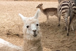 Parque Safari: Wild Adventure Up Close with Amazing Animals