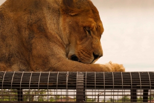 Parque Safari: Wild Adventure Up Close with Amazing Animals